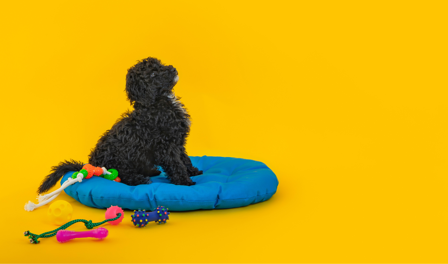 Gids voor het kiezen van de juiste hondenmand