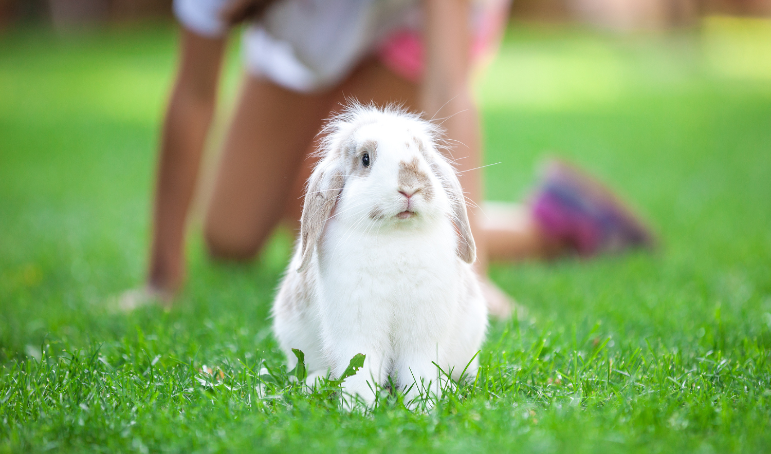 Hoe kies je de juiste konijnenkooi?