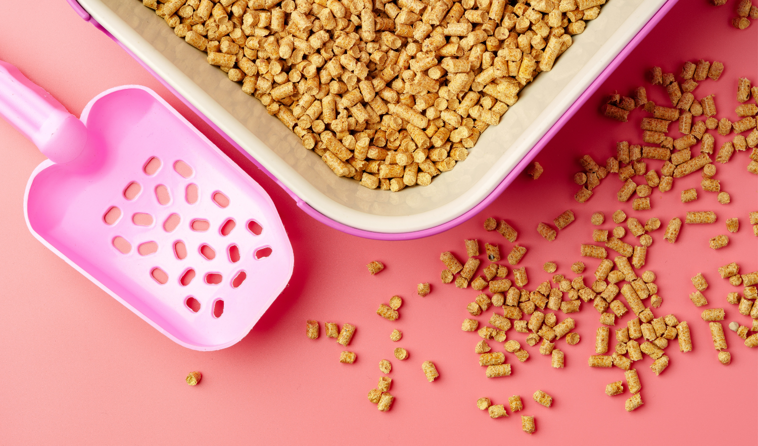 Alles wat je moet weten over kattenbakken